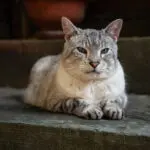 Stoop Cat 1