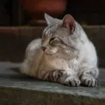Stoop Cat 2