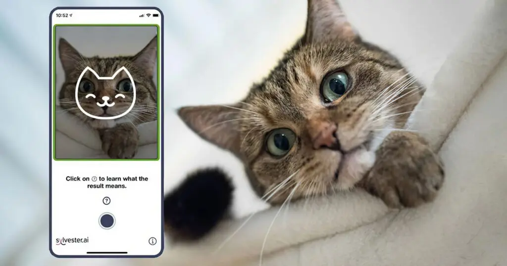 Apps for Sad Cats