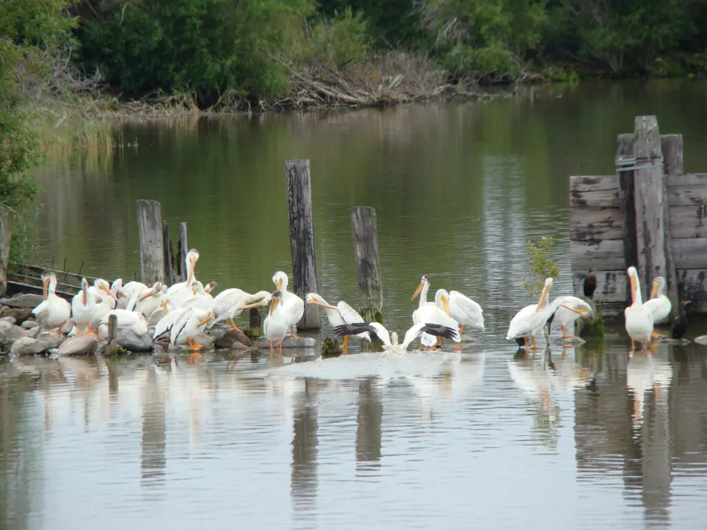 Living Lake Winnipeg