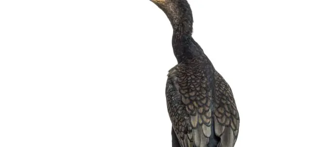 The Animals are Buyiing