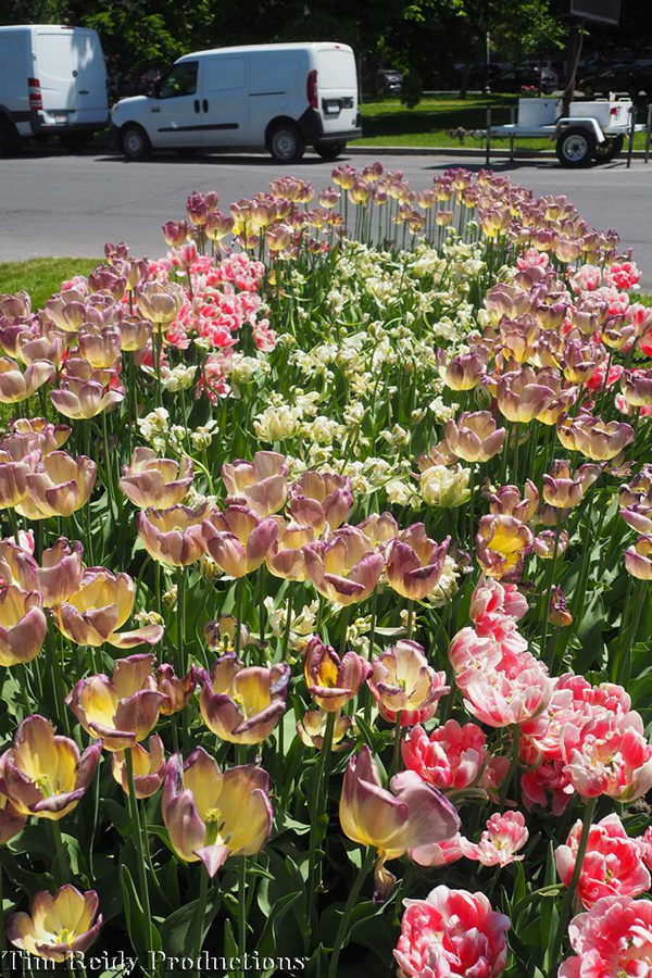 Tulip Festival - Albany Washington Park
