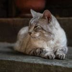 Stoop Cat 2