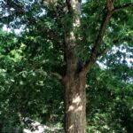 The Self-Governing Tree - Jackson's Oak