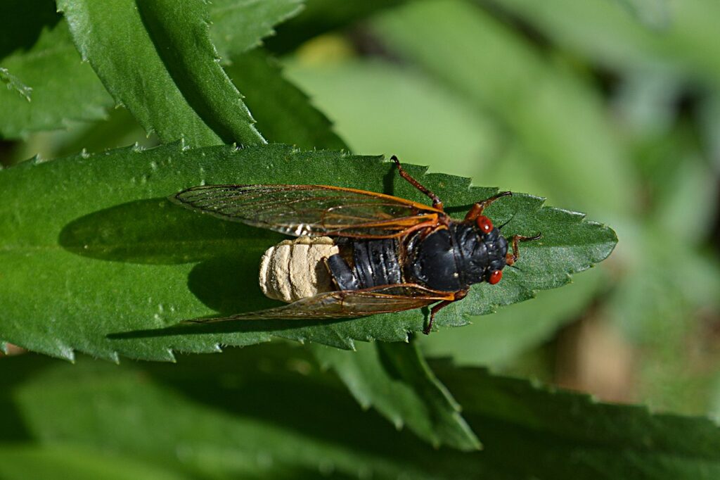 Spanish Cicada
