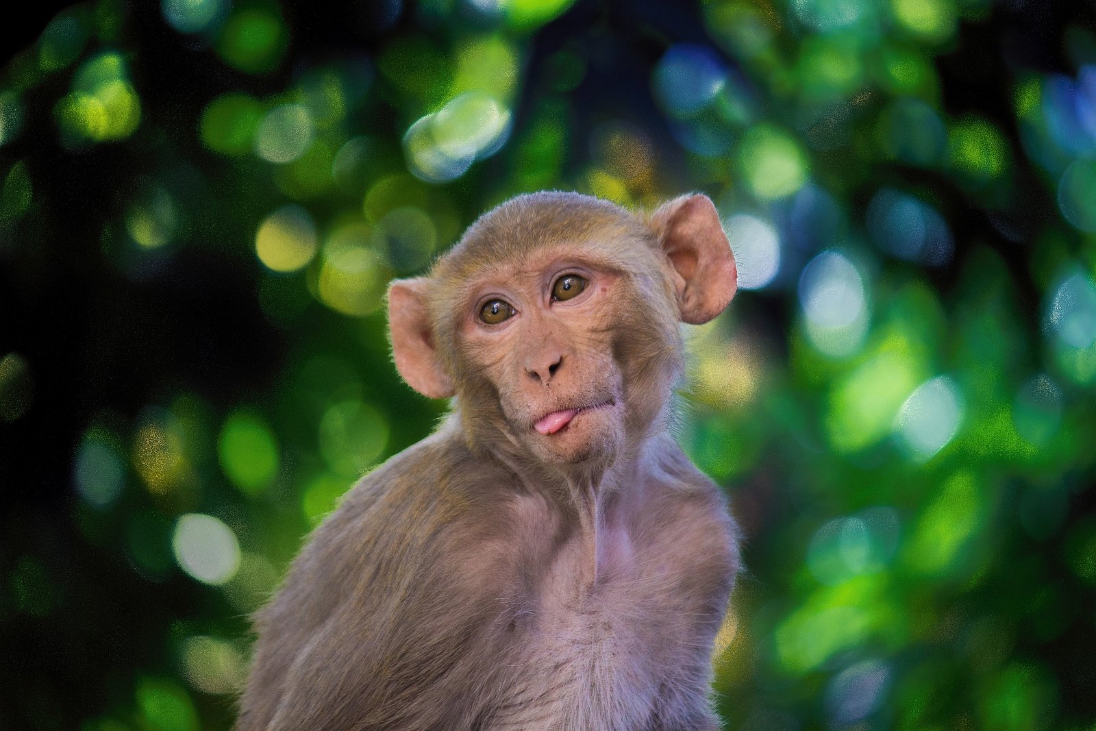 the-rhesus-macaque-4002617_1920 Monkeys on the Lam