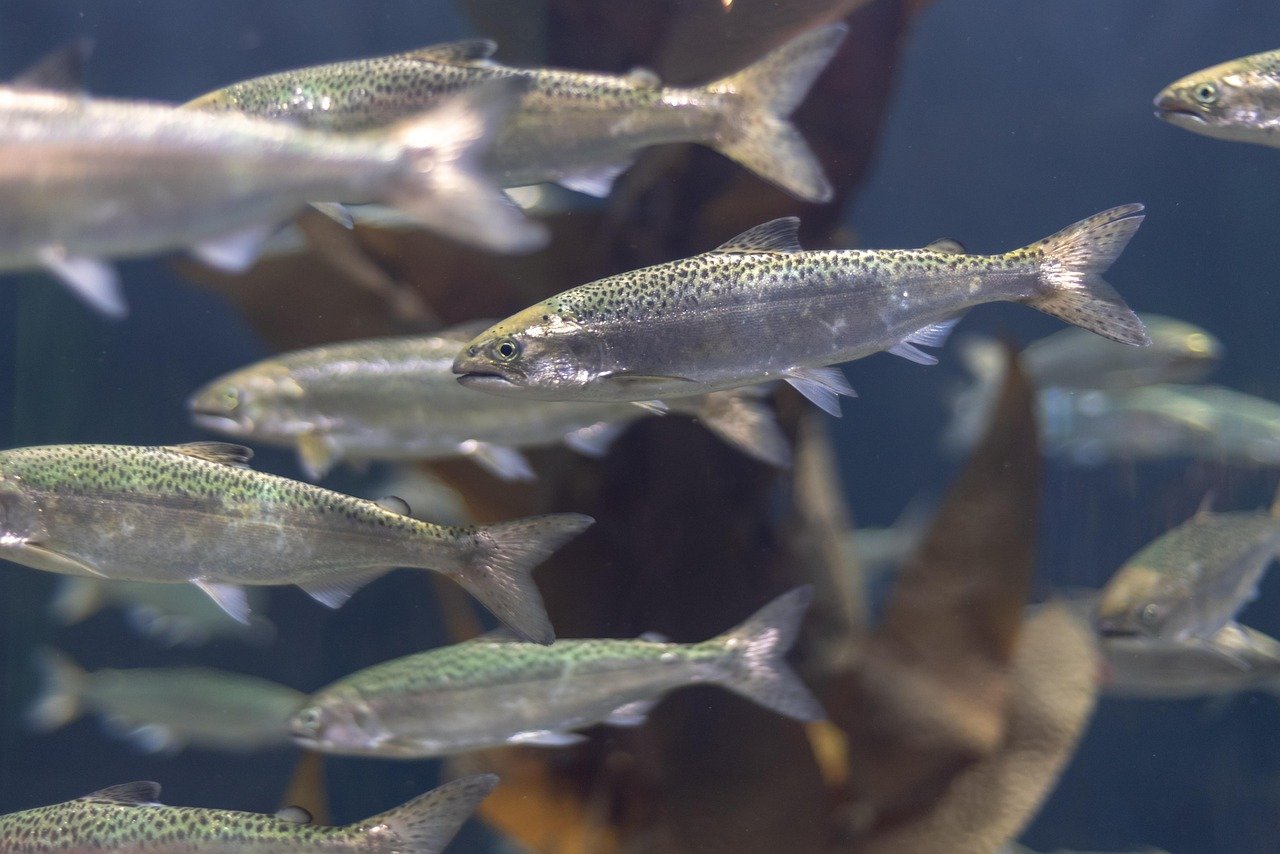 aquarium-3838974_1280 Food Bank Salmon