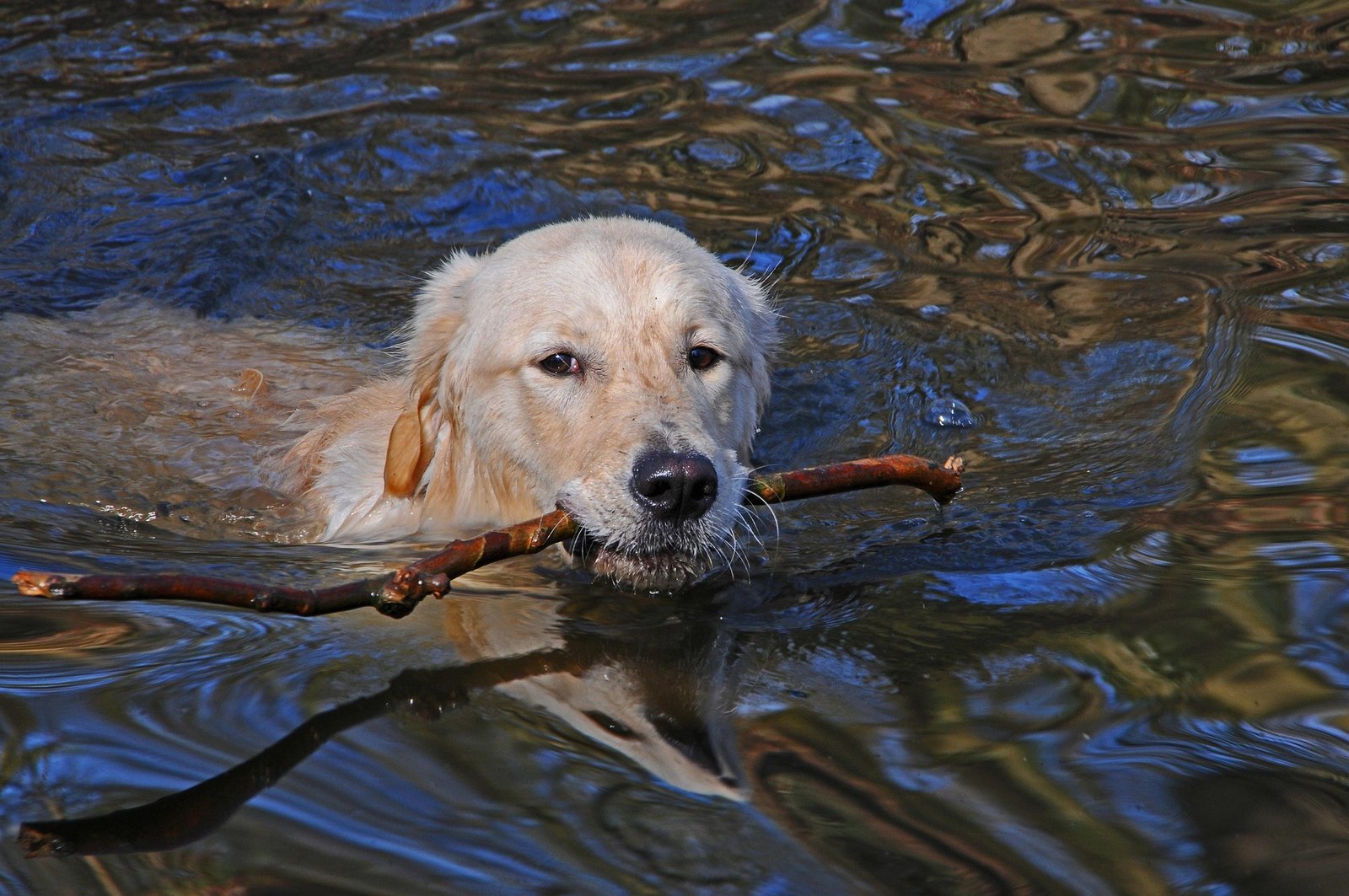 Stick Nation