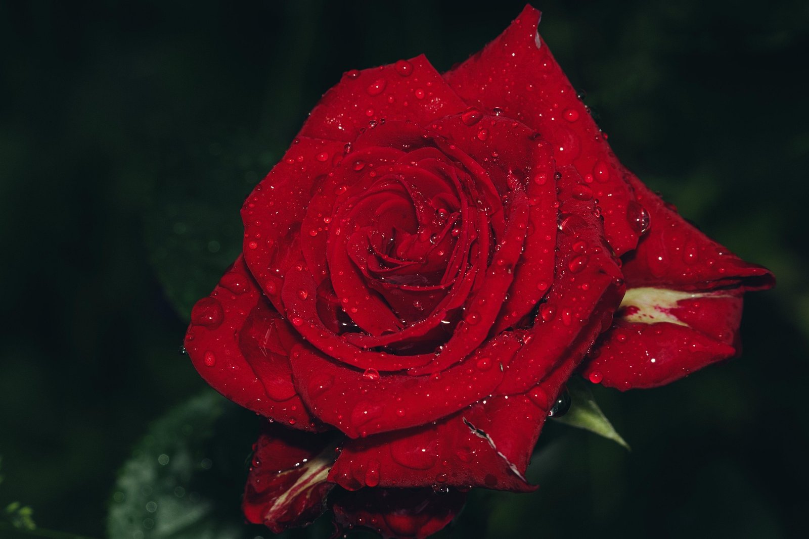 Happy is a Rose