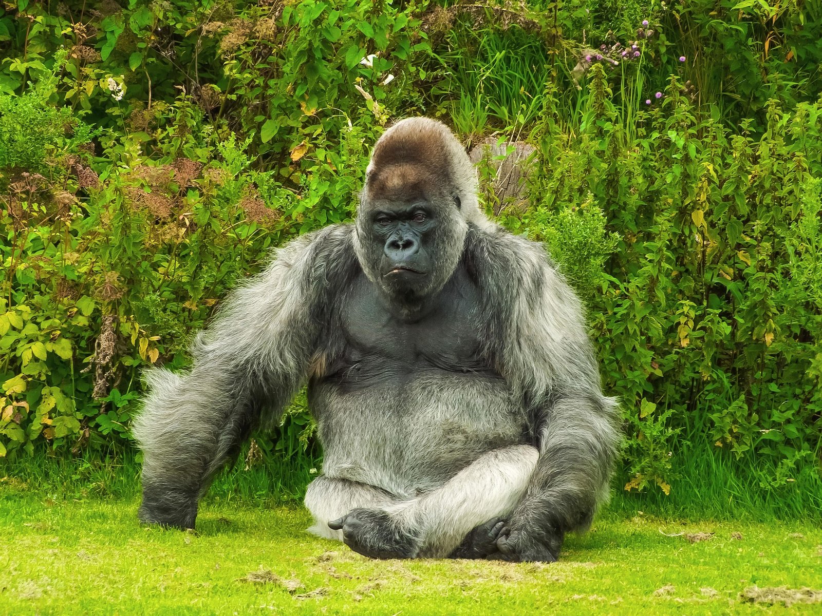 100 Men and a Gorilla