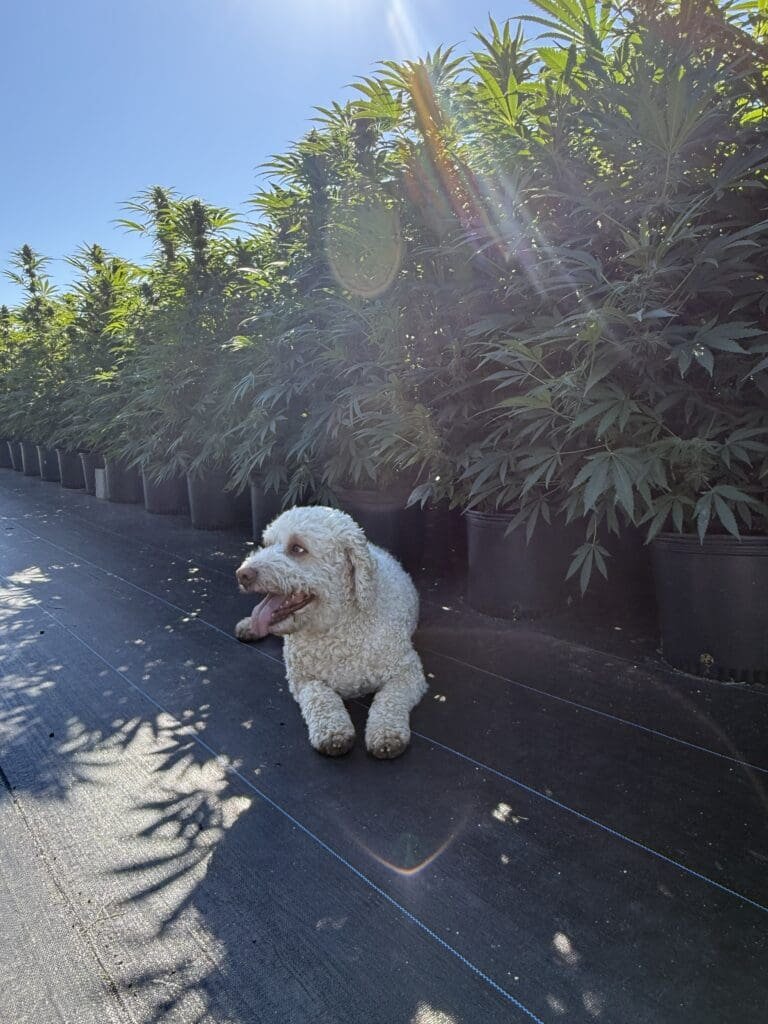 Finding Balance: My Cannabis Journey