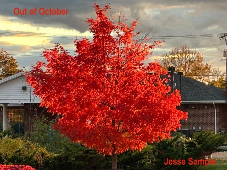 Week Forty-Four: Jesse Sample’s Freak of the Week “Out of October”