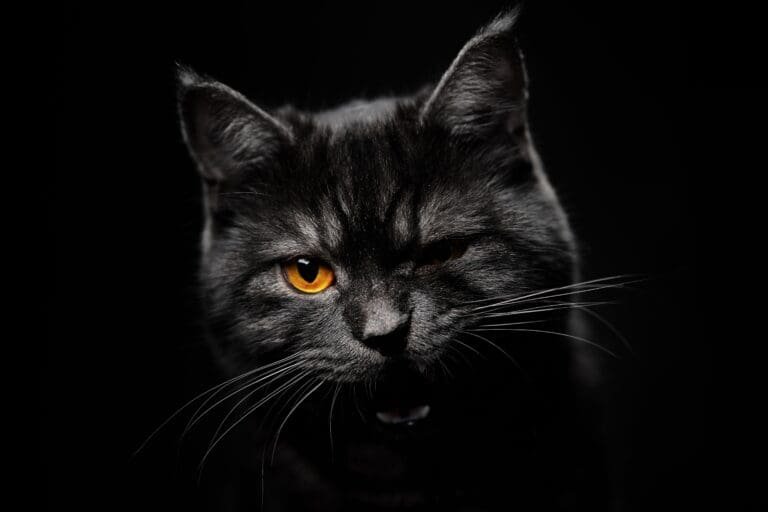 Black Cats Beware! – The Weird Side of the Internet