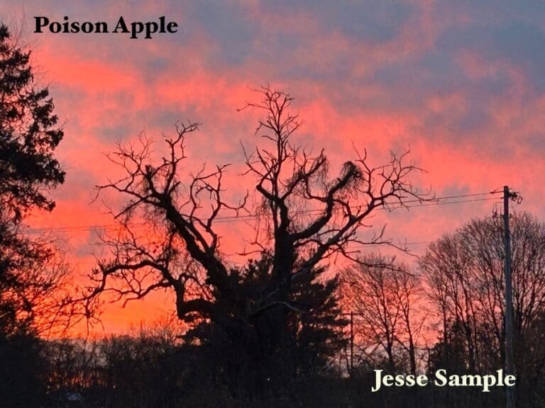 Week Forty-Nine: Jesse Sample’s Freak of The Week “Poison Apple”