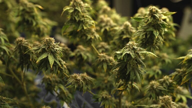 What the Hell is Going on in New York Cannabis?!
