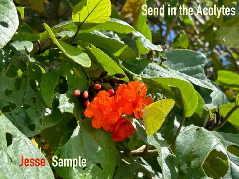 Jesse Sample’s Freak of the Week “Send in the Acolytes”