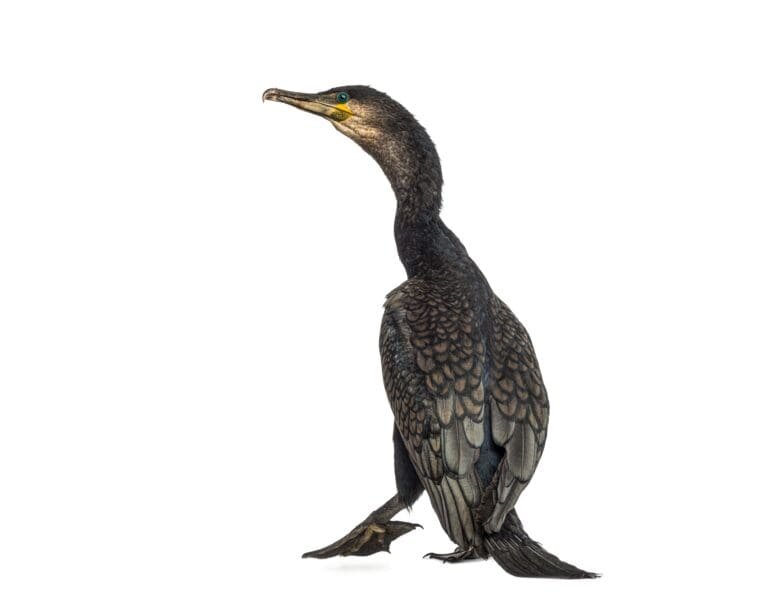 The Animals are Buying – The Weird Side of the Internet