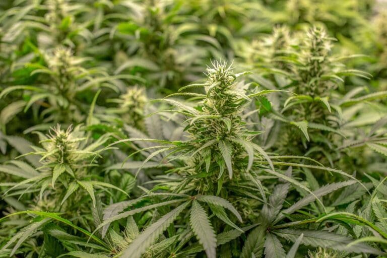 Canna Corner – An Xperience Column