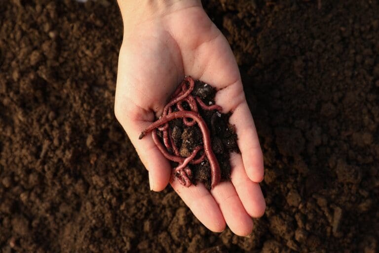 The Worms Crawl In, The Worms Crawl Out